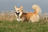 CORGI PEMBROKE 1112